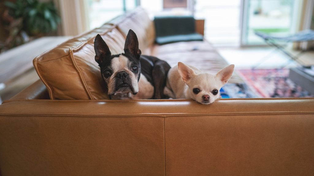Apartamentos pet-friendly: bem-estar para toda a família